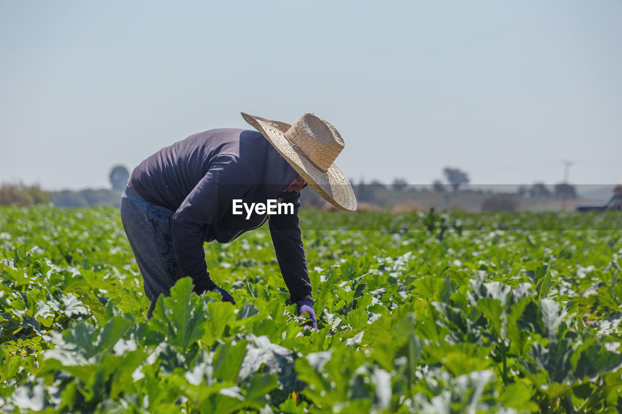 rear view of man standing by plants against clear sky