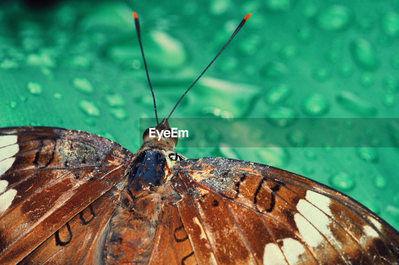 CLOSE-UP OF BUTTERFLY ON A WOOD