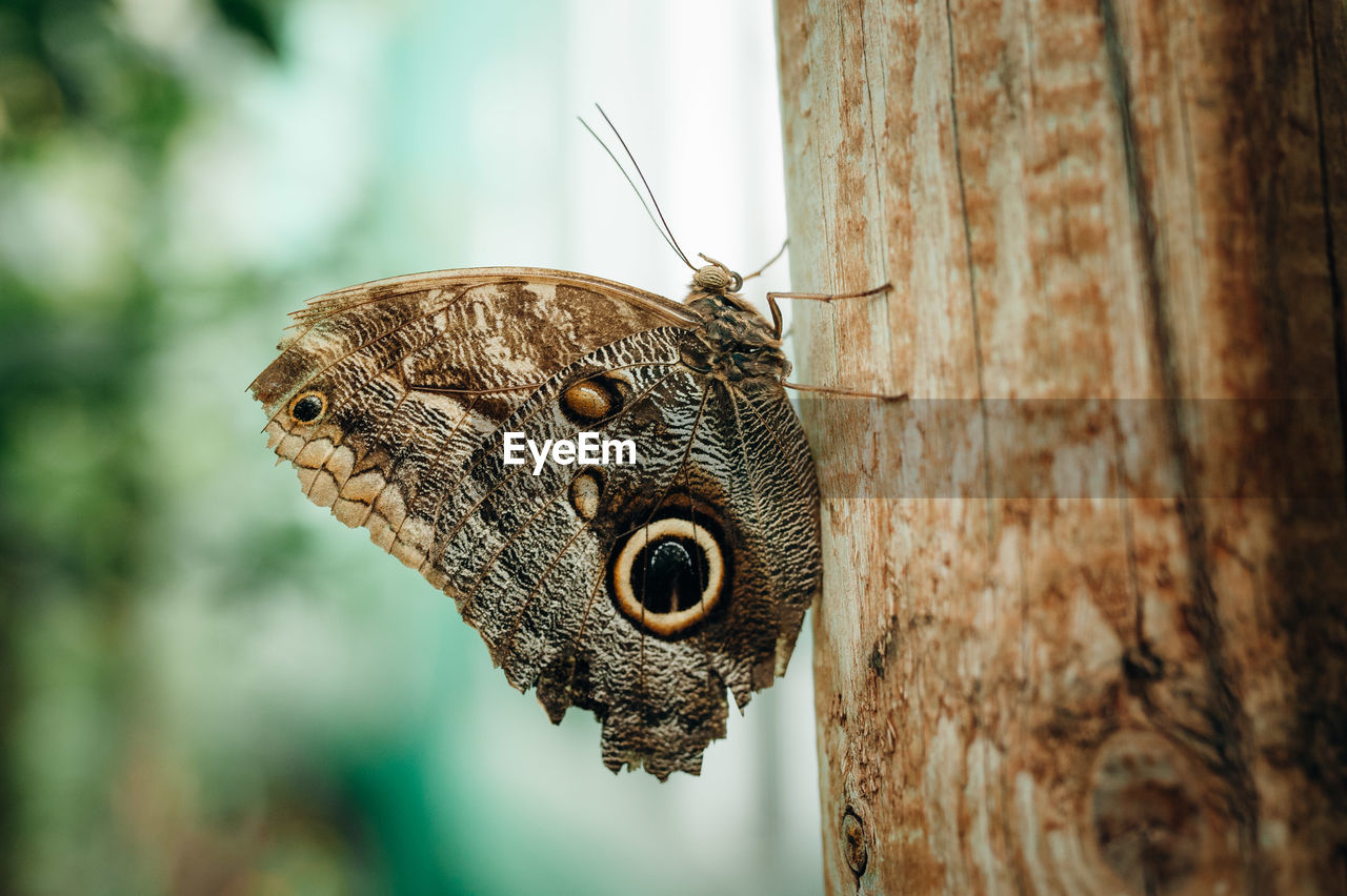 Close-up of buttefly on tree trunk