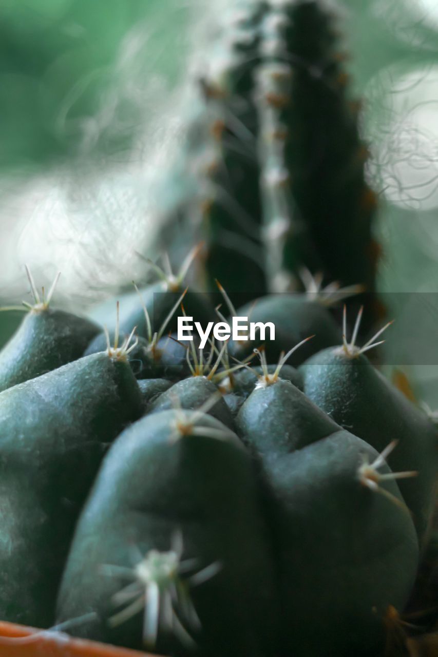 CLOSE-UP OF CACTUS PLANT