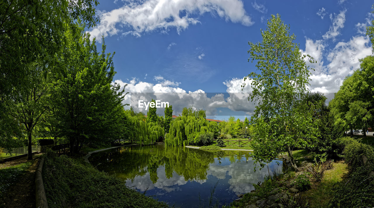 Trees by pond