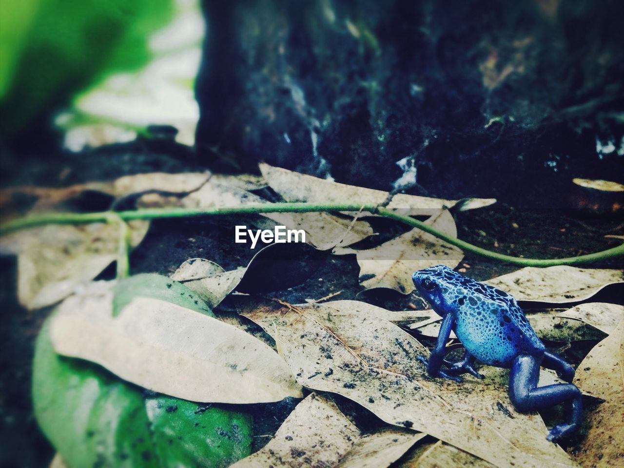 Blue frog on field in forest