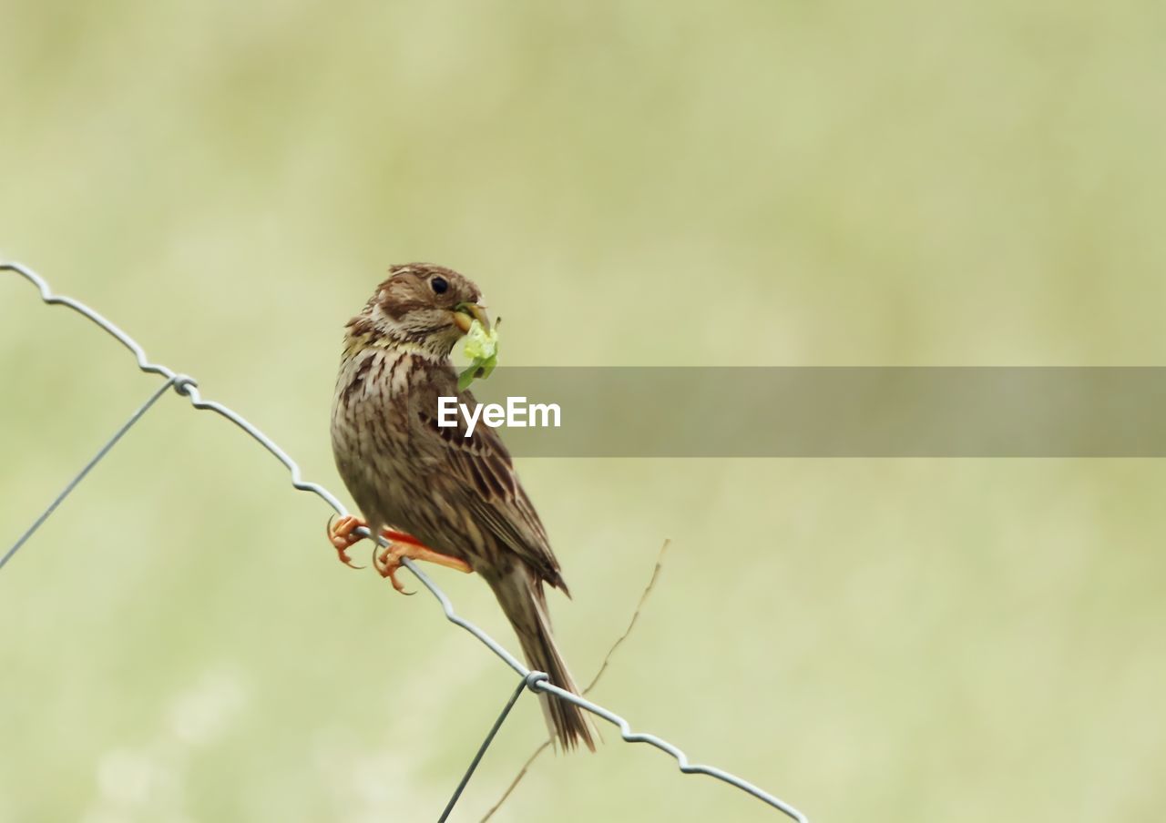 animal themes, animal, animal wildlife, bird, wildlife, perching, one animal, focus on foreground, sparrow, nature, branch, no people, beak, tree, full length, outdoors, songbird, copy space, plant, day, beauty in nature, insect, selective focus, close-up, bird of prey