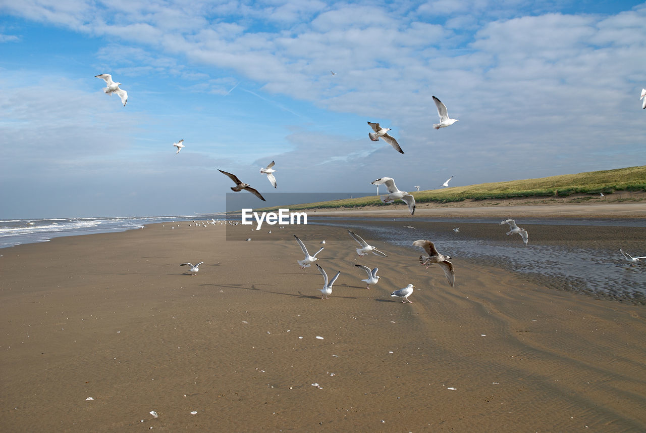 SEAGULLS FLYING OVER BEACH AGAINST SKY