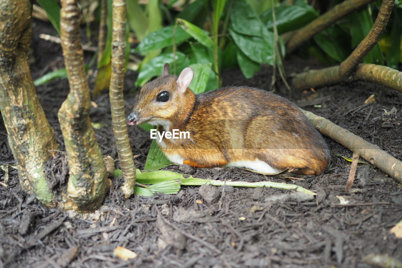 SQUIRREL ON ROCK IN FOREST