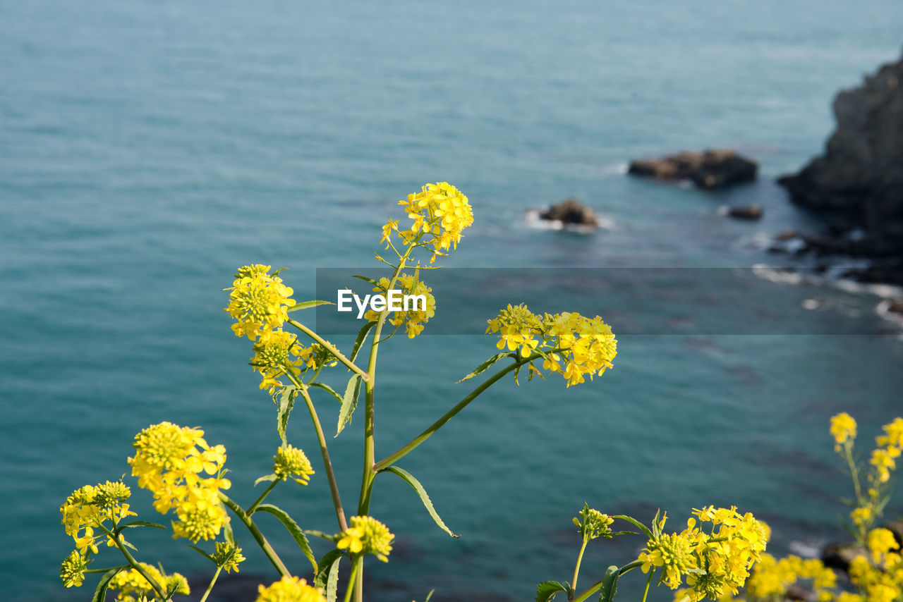 Yellow flowering plant by sea