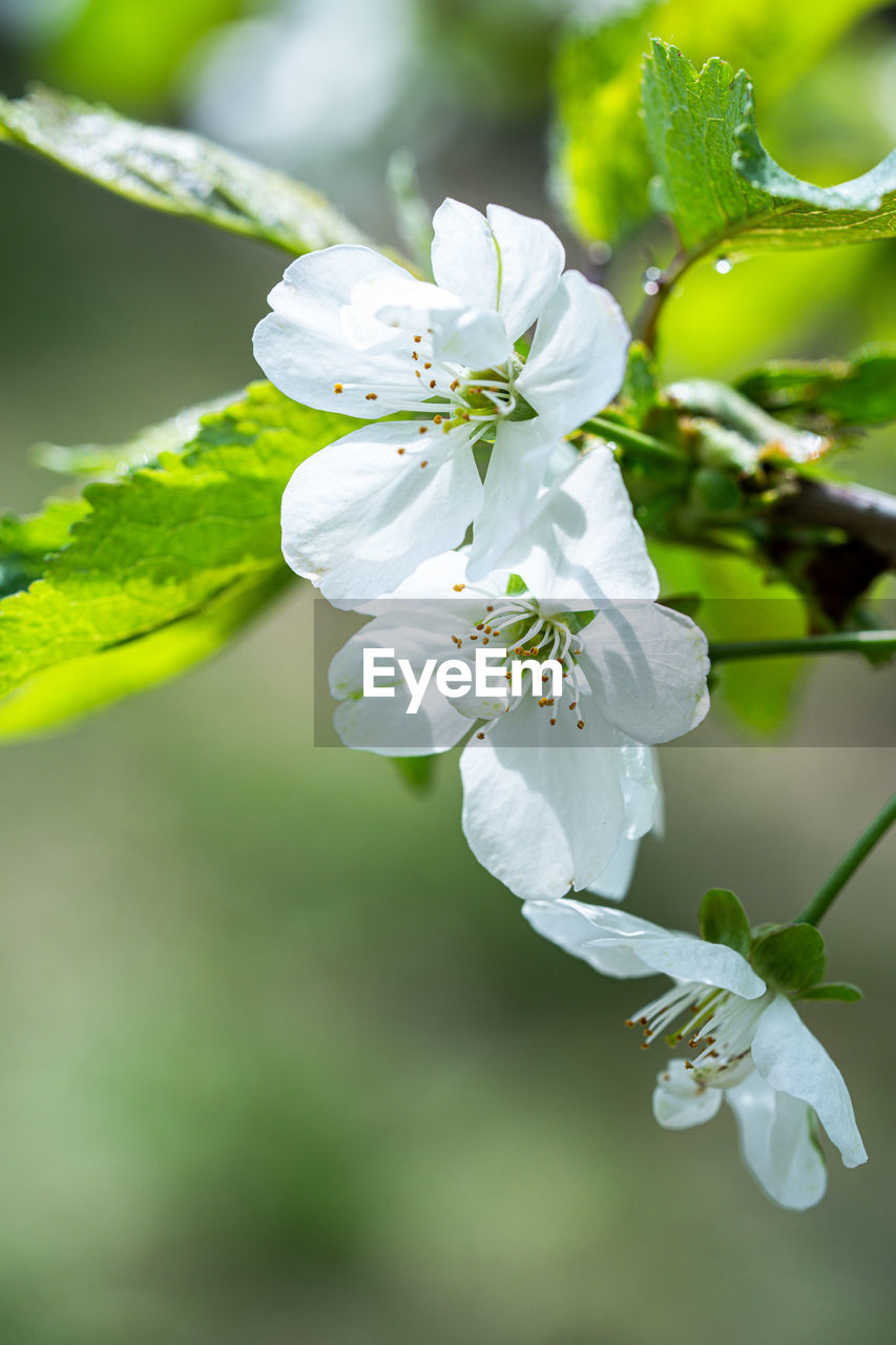 plant, flower, flowering plant, freshness, beauty in nature, produce, fragility, springtime, nature, blossom, branch, growth, close-up, food, tree, white, flower head, green, petal, fruit, focus on foreground, inflorescence, no people, macro photography, fruit tree, plant part, outdoors, food and drink, botany, leaf, twig, selective focus, day, pollen, environment, wildflower, apple tree, summer, prunus spinosa, stamen