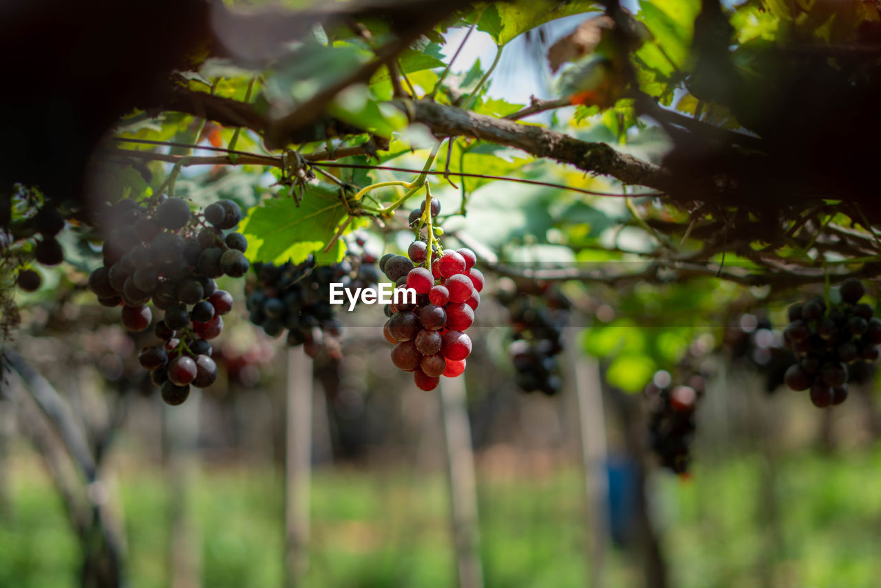 Close-up of berries growing on tree