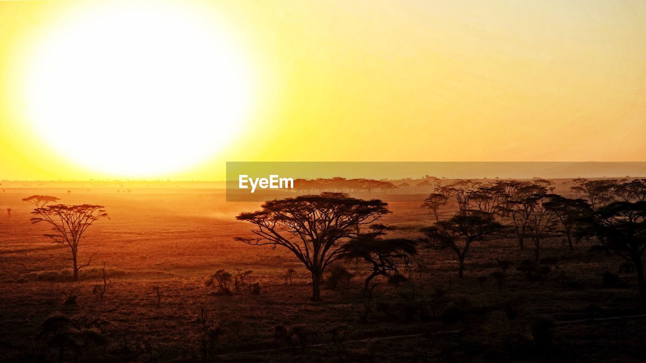 SILHOUETTE TREES ON LANDSCAPE AGAINST SUNSET SKY