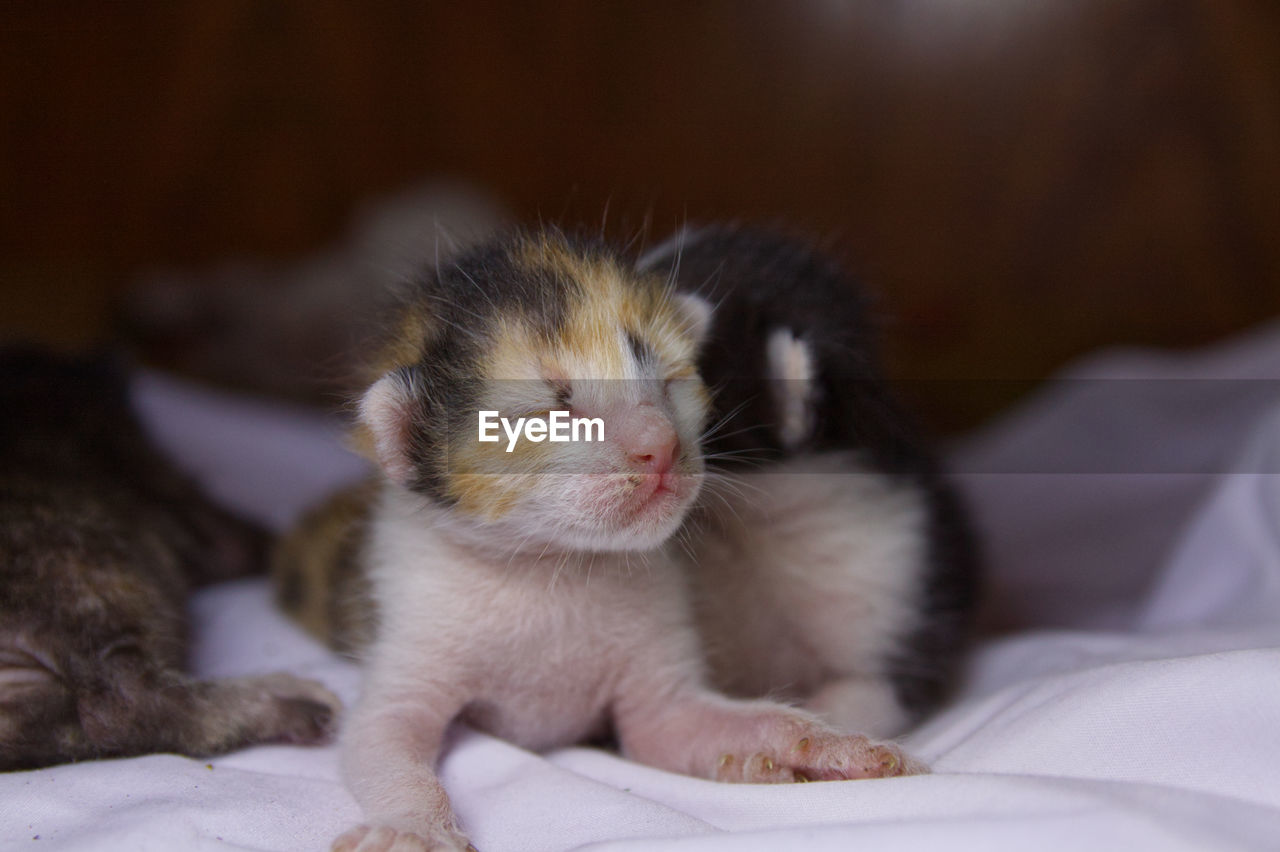 CLOSE-UP OF KITTENS SLEEPING ON BED