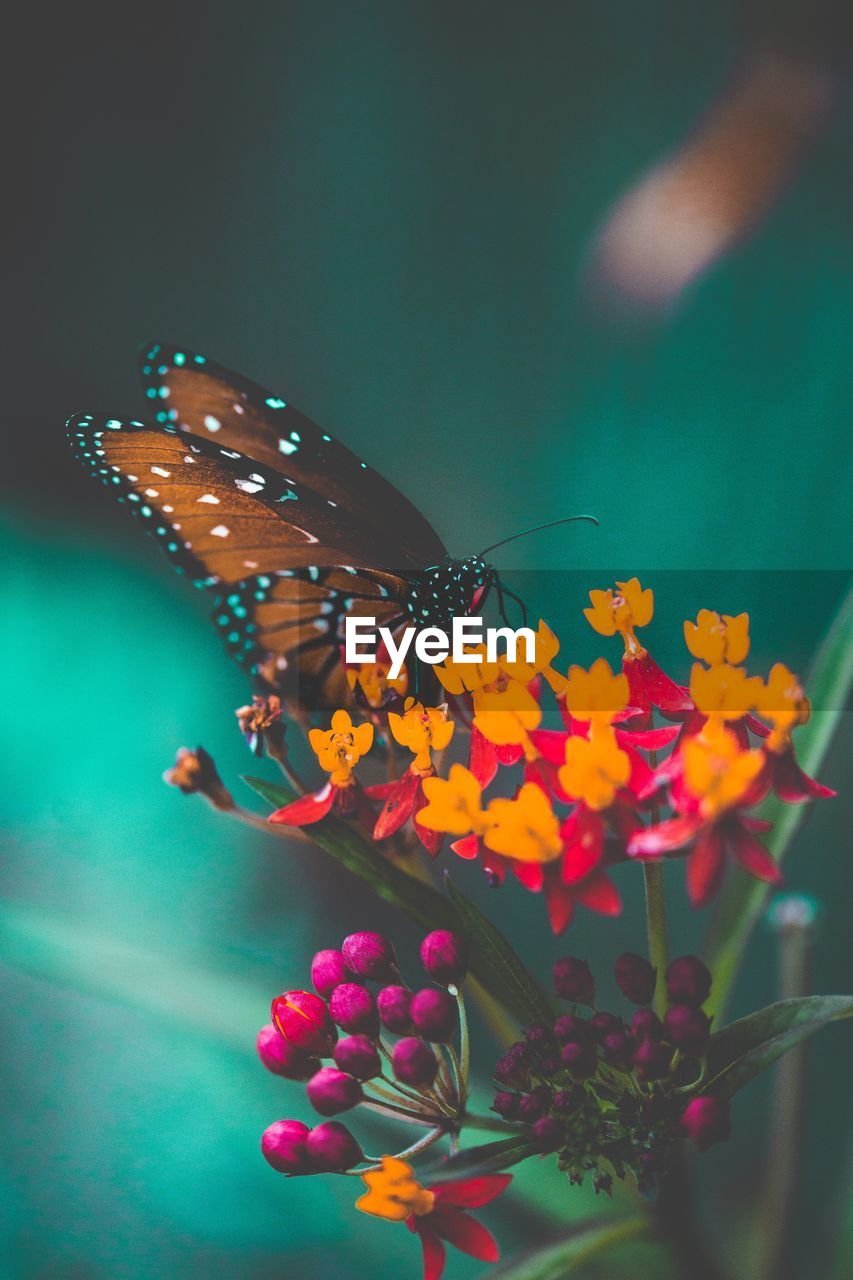 Close-up of butterfly pollinating on flower