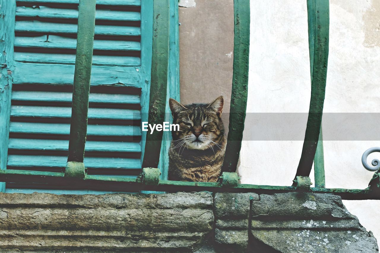 PORTRAIT OF CAT SITTING BY WINDOW ON WALL OF BUILDING