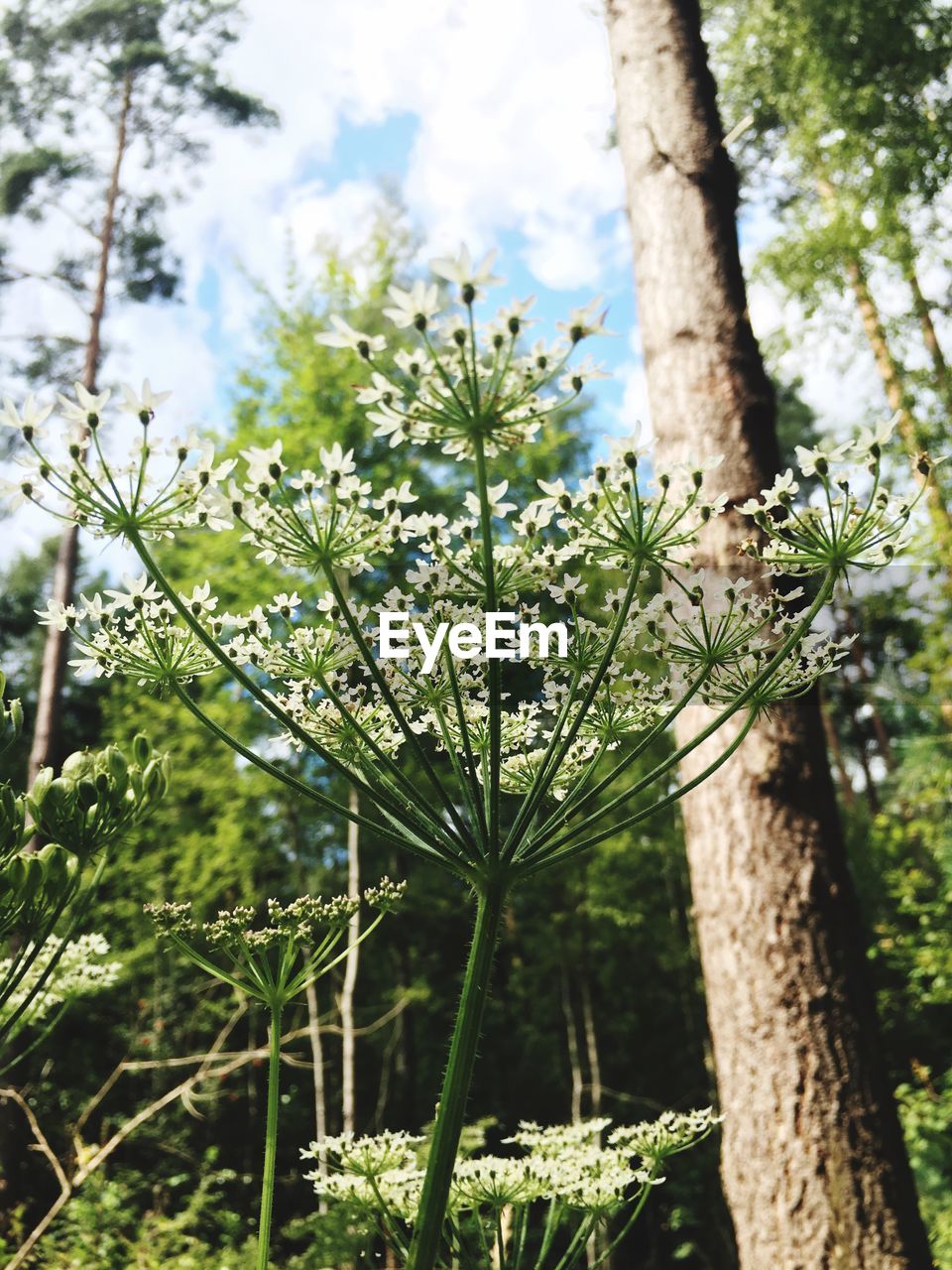 Close-up of plant growing on tree trunk