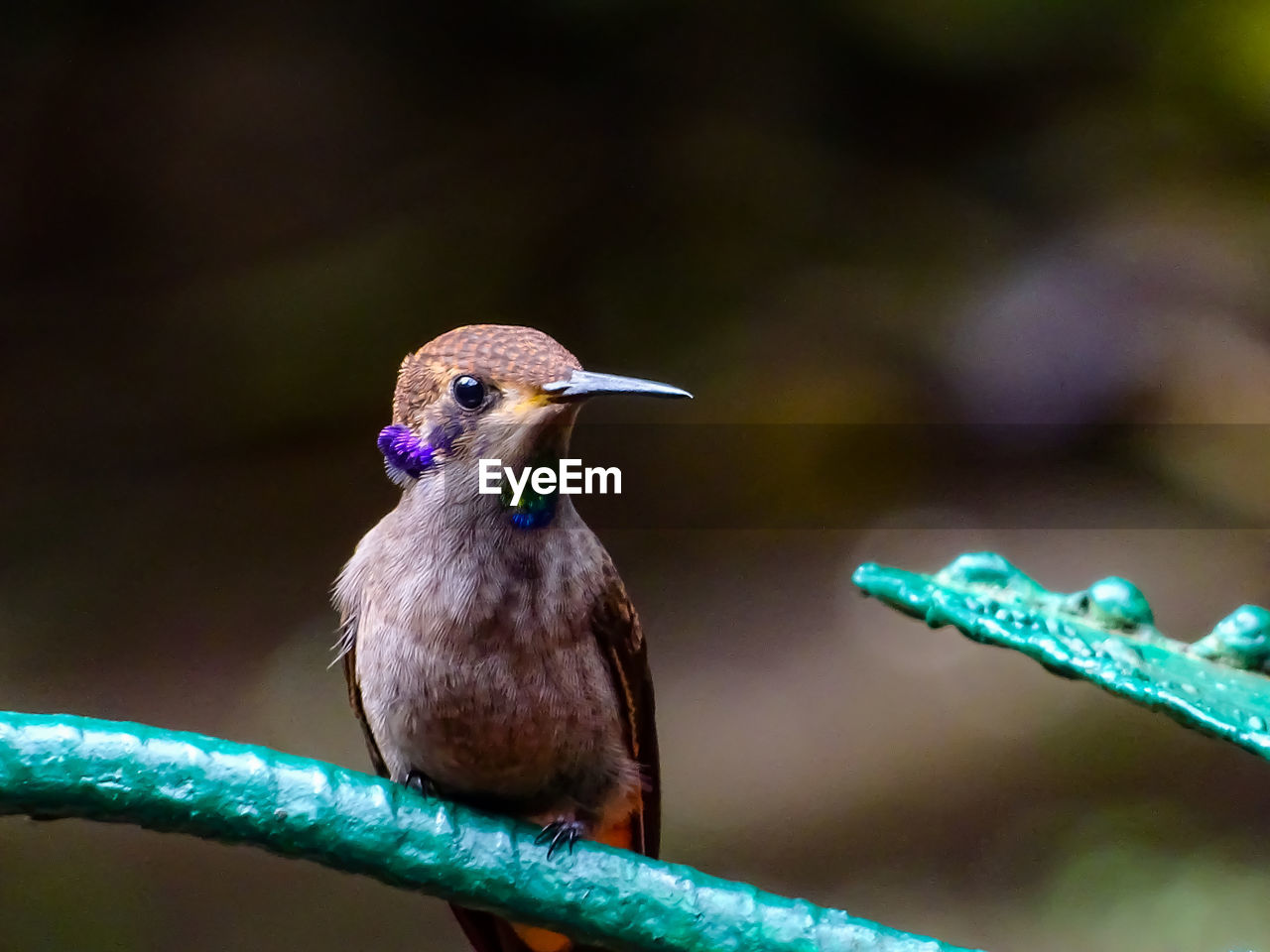 Close-up of a hummingbird perching