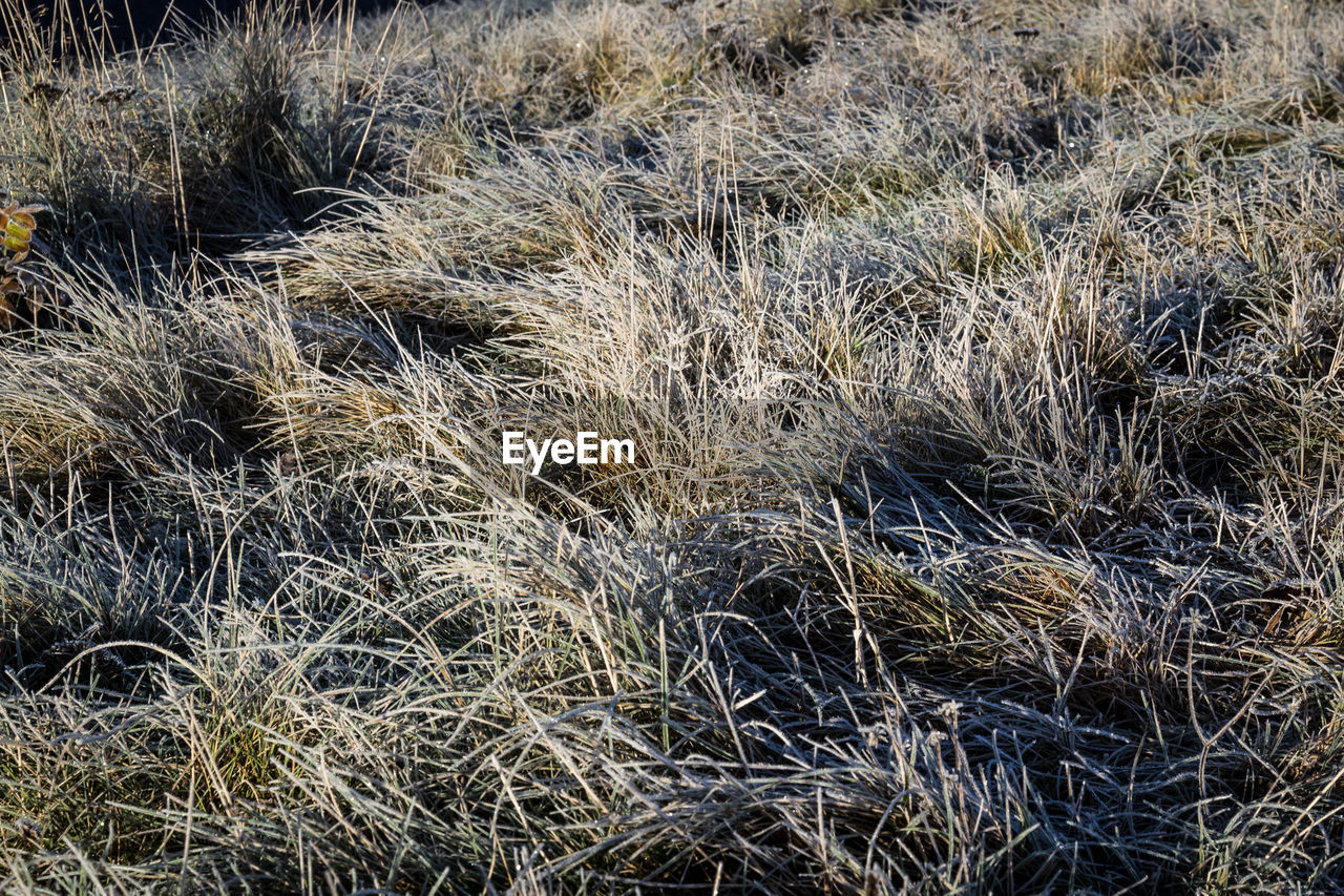 High angle view of grass growing on field during winter