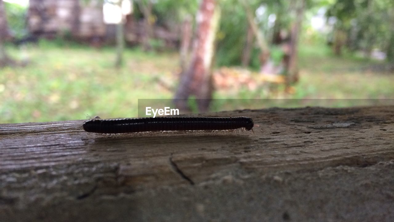 CLOSE-UP VIEW OF WOOD