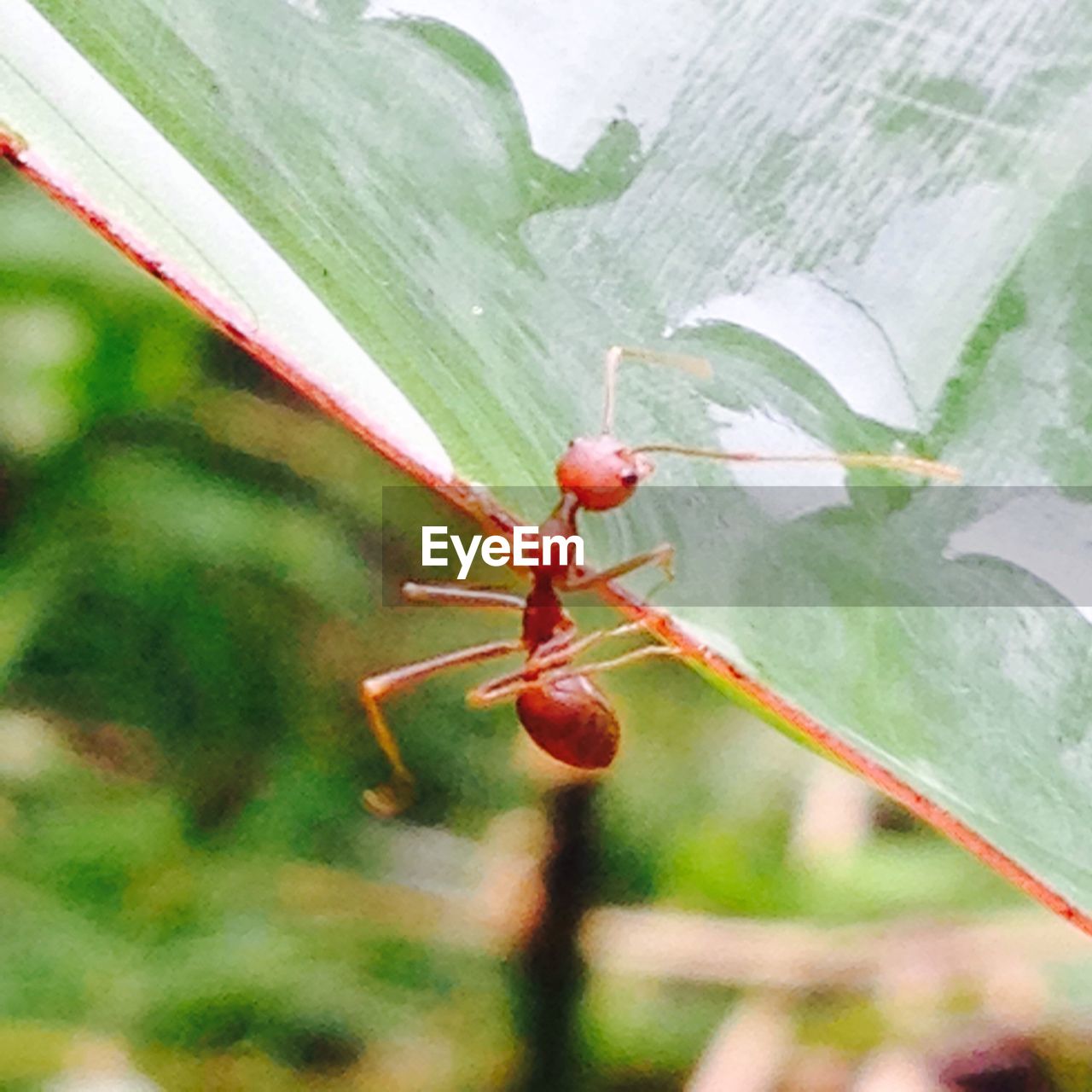 INSECT ON RED LEAF