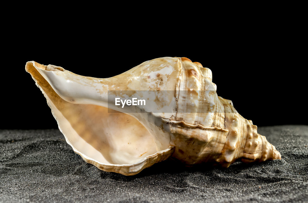 Big pleuroploca trapezium or trapezium horse conch sea shell on a black sand background