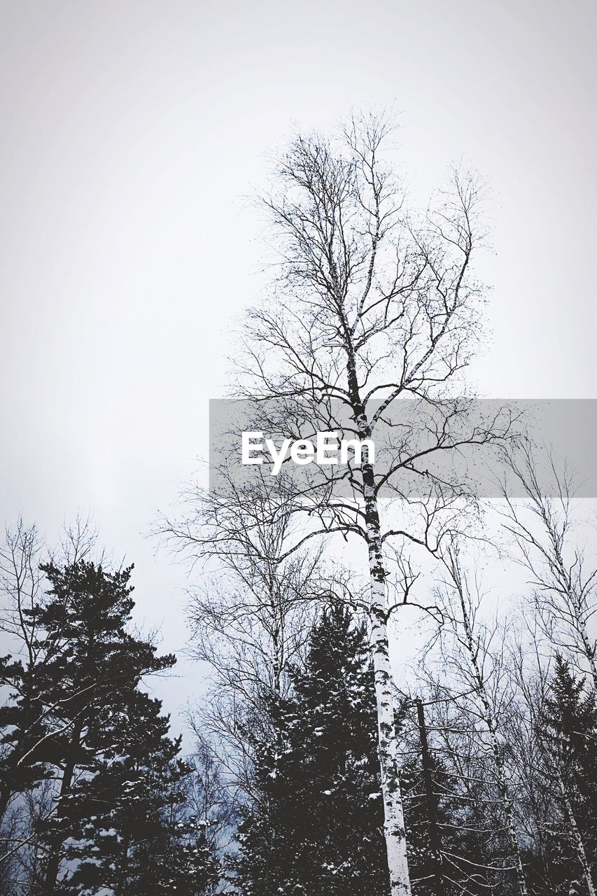 LOW ANGLE VIEW OF BARE TREES IN FOREST AGAINST CLEAR SKY