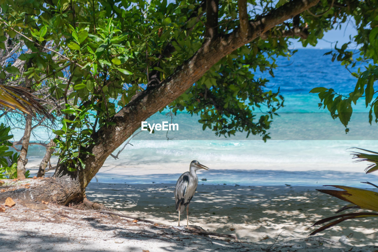 VIEW OF BIRDS ON BEACH AGAINST SEA