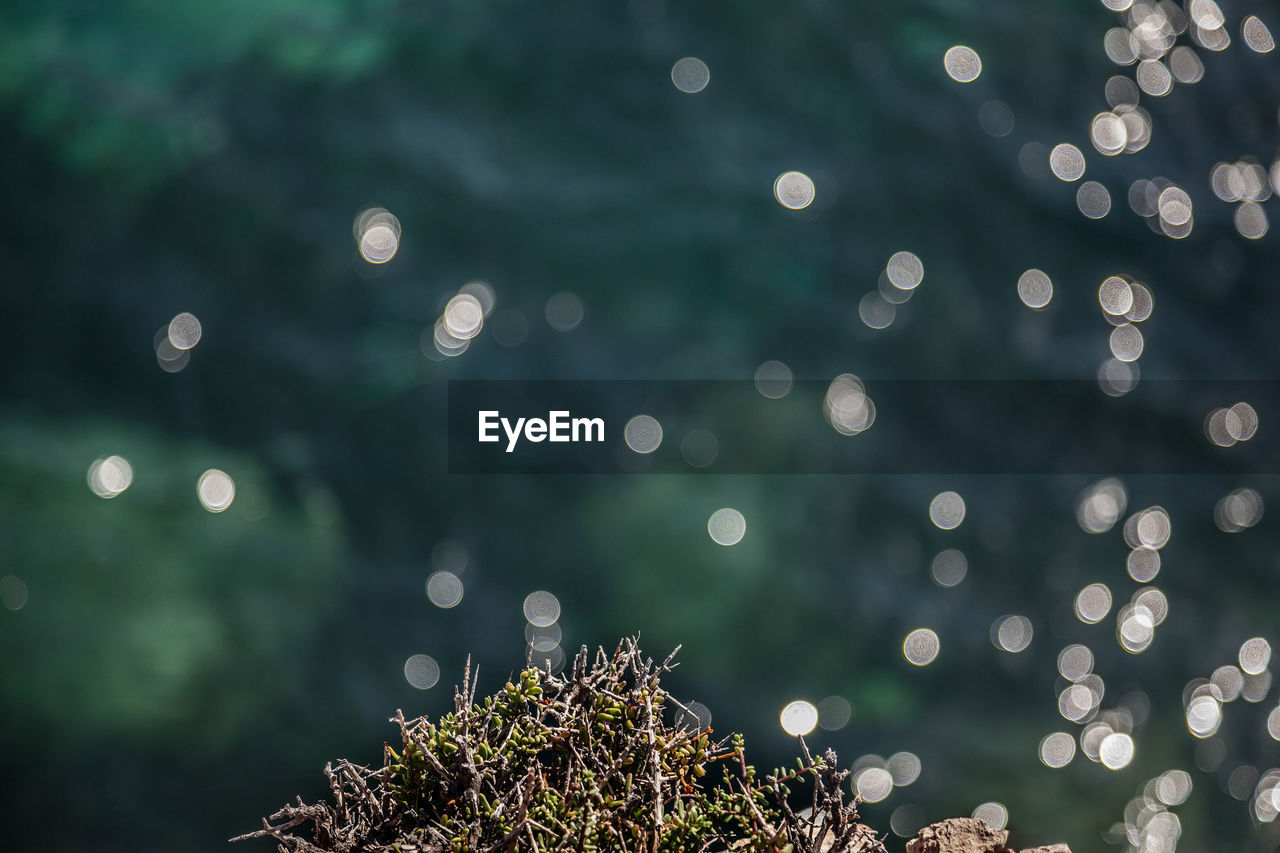 CLOSE-UP OF PLANTS AGAINST BLURRED WATER