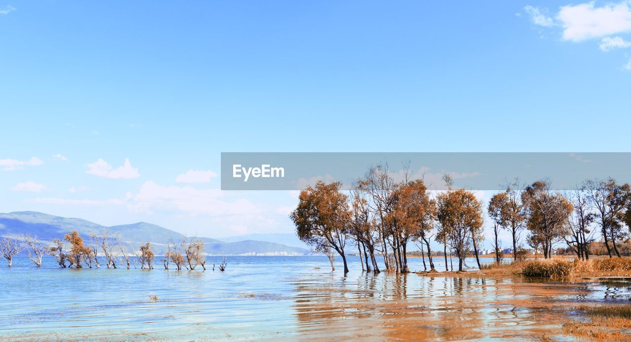 Trees in water against clear sky