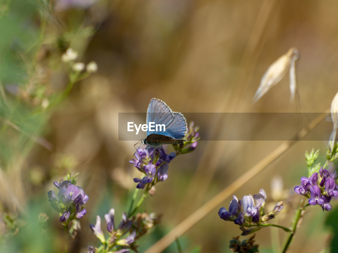 Close-up of butterfly on purple flowering plant