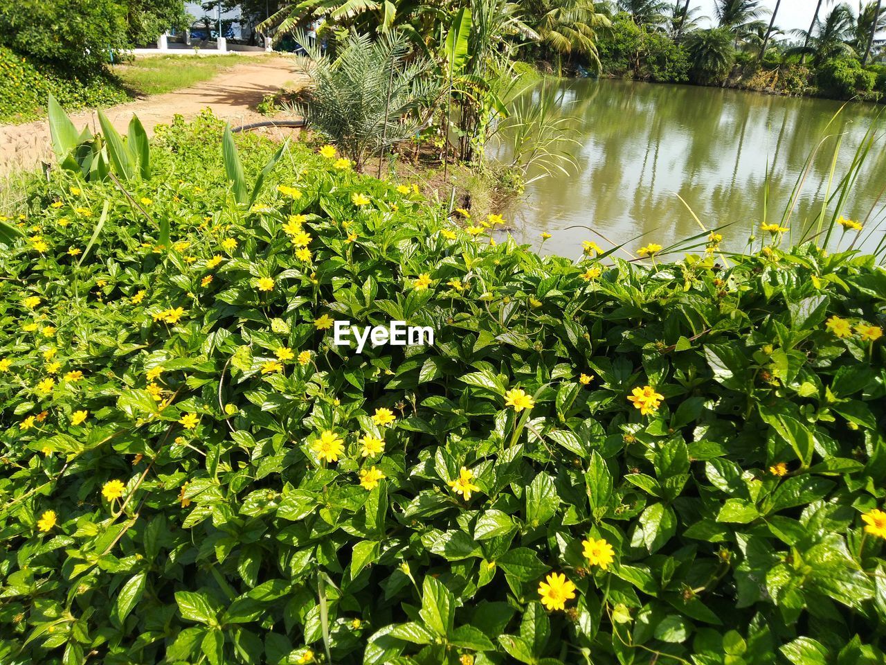 PLANTS AND LAKE IN PARK