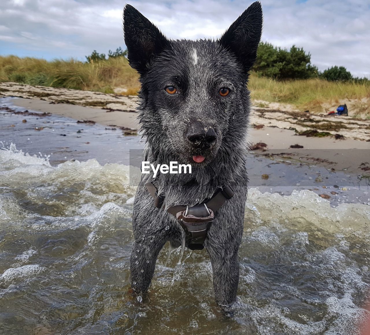 PORTRAIT OF DOG IN WATER