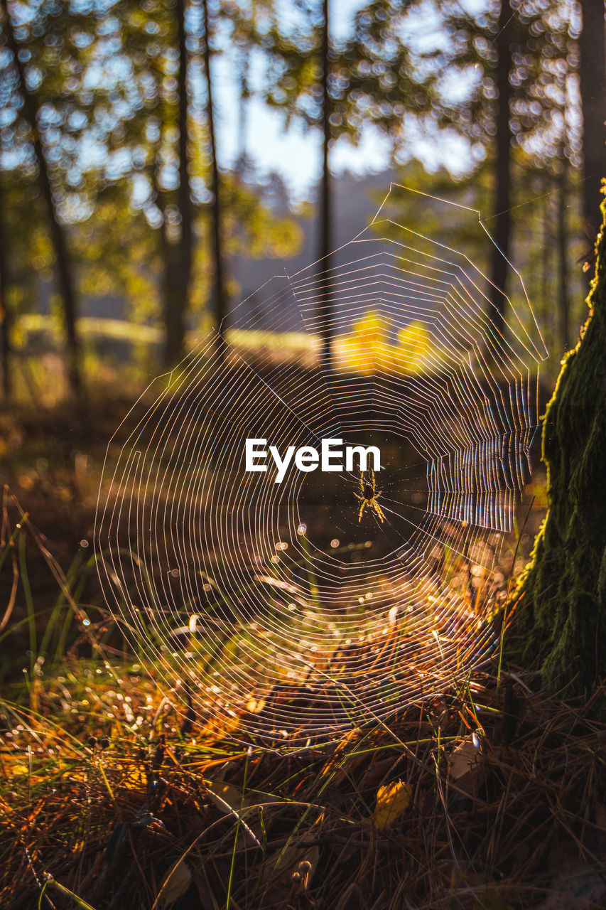 plant, nature, tree, sunlight, forest, autumn, no people, spider web, land, focus on foreground, leaf, beauty in nature, fragility, close-up, outdoors, day, tranquility, water, growth, pattern, woodland, reflection