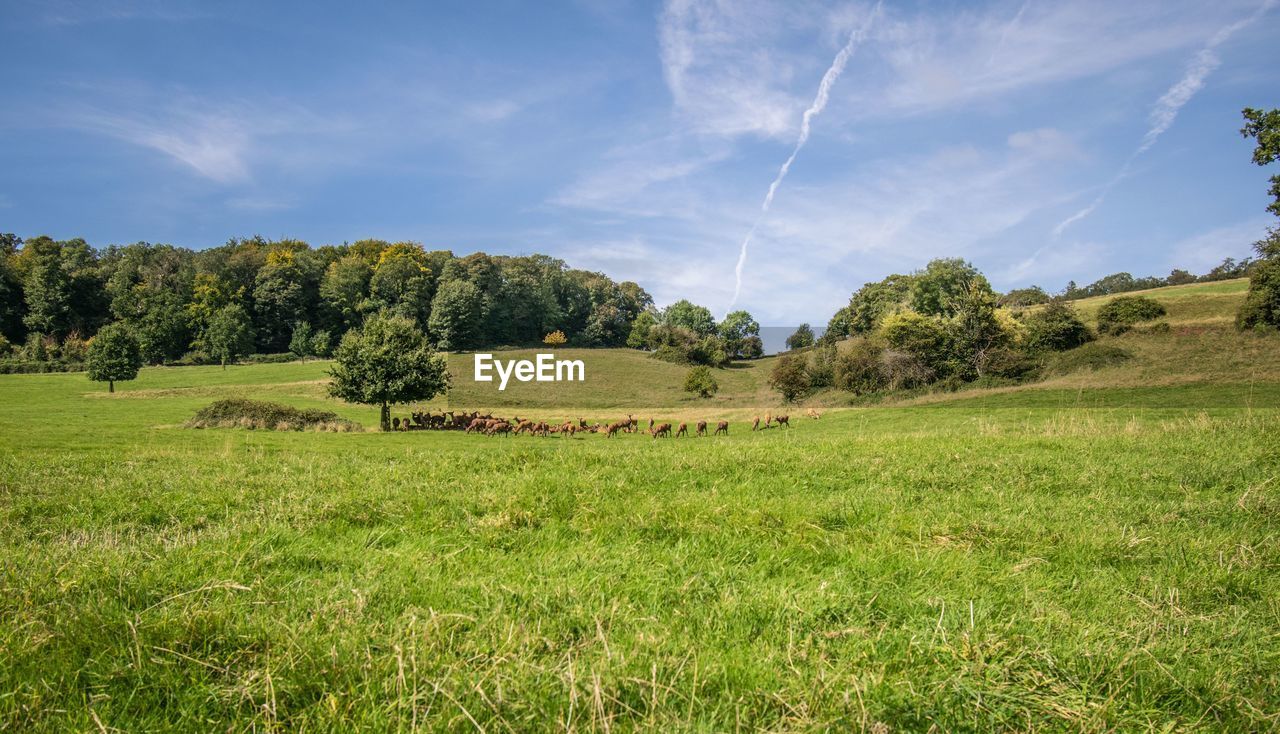 Trees on field against sky