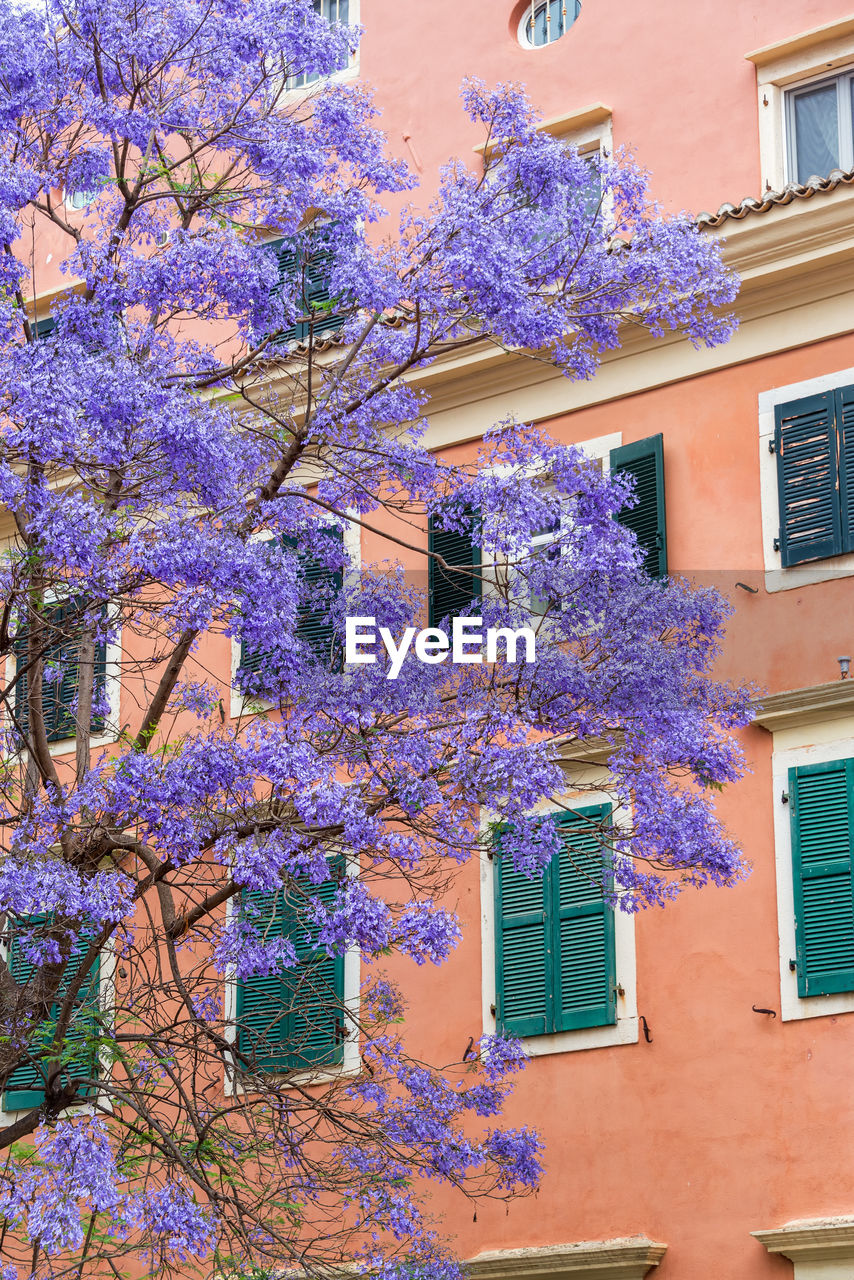 View of purple flowering plants against building