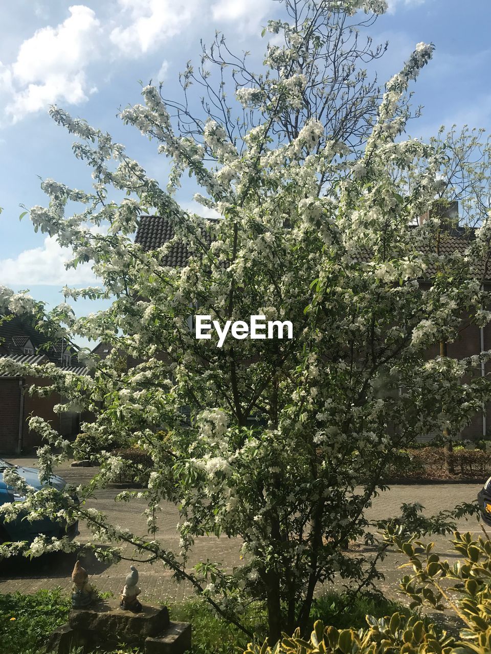 VIEW OF FLOWERING TREE AGAINST SKY