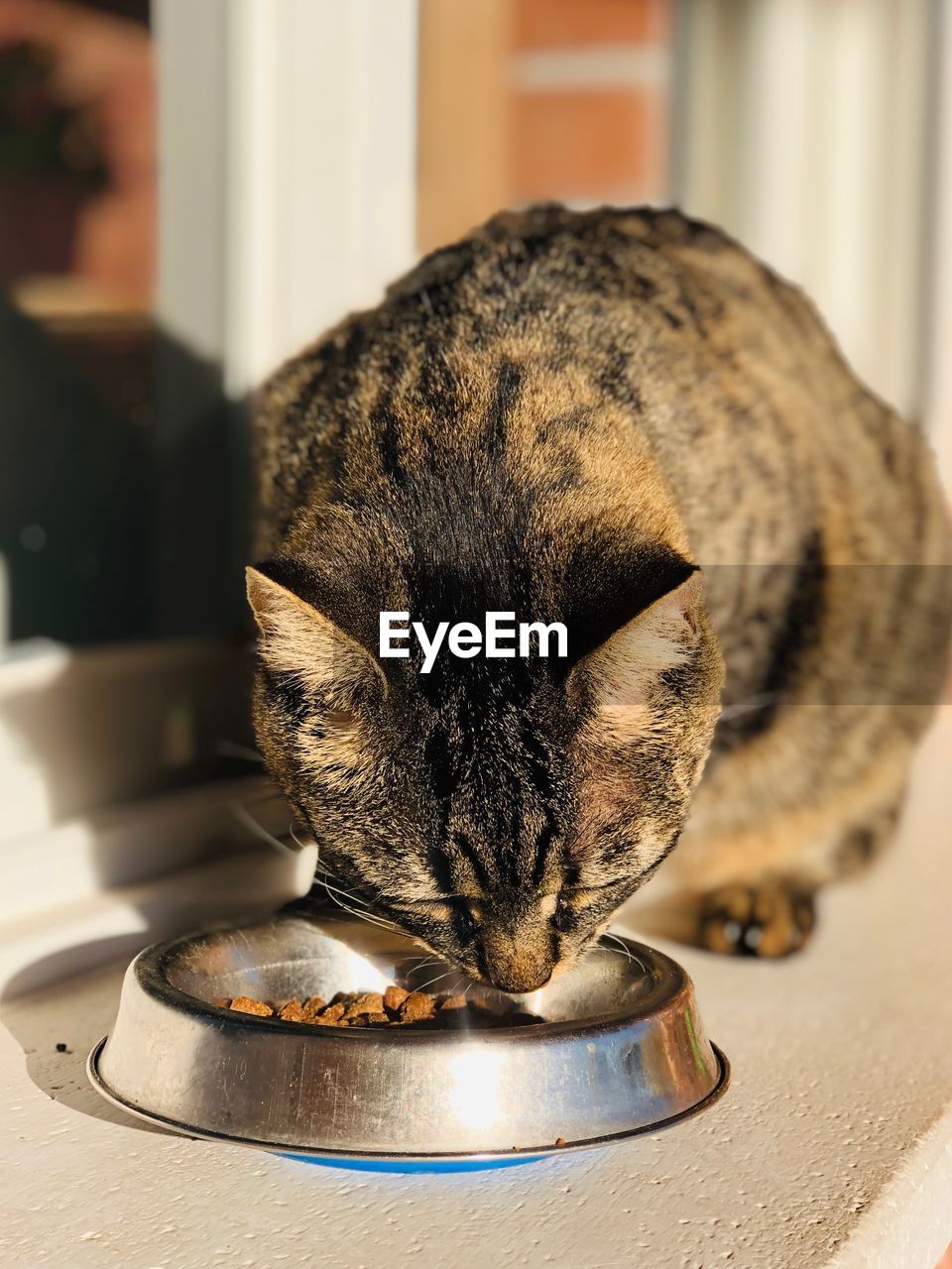 Close-up of a cat sleeping on table