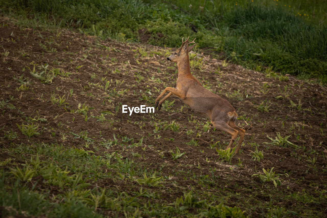 Wild deer on a field in springtime.