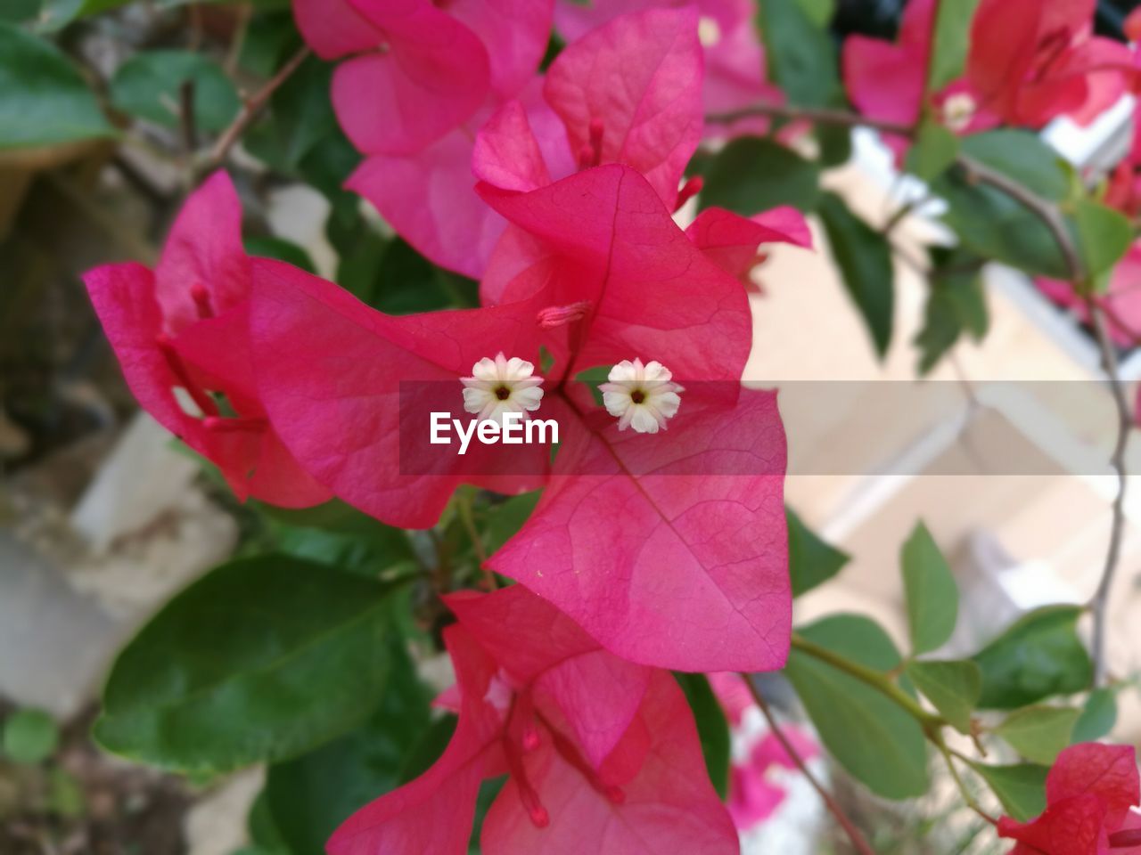 Close-up of pink flowers