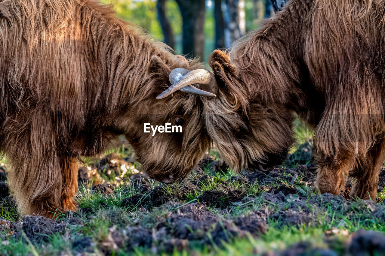 Close-up of cow standing on field