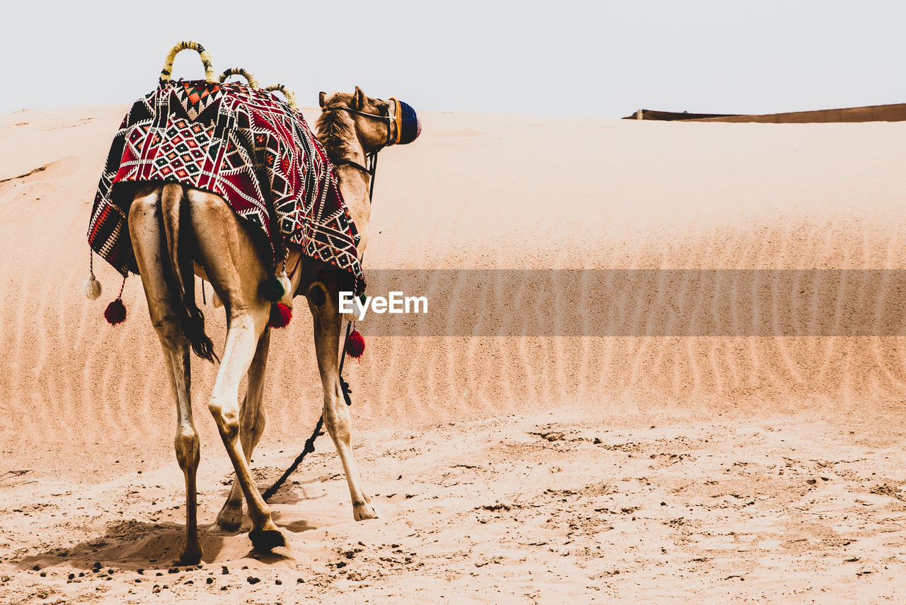 View of an animal on sand