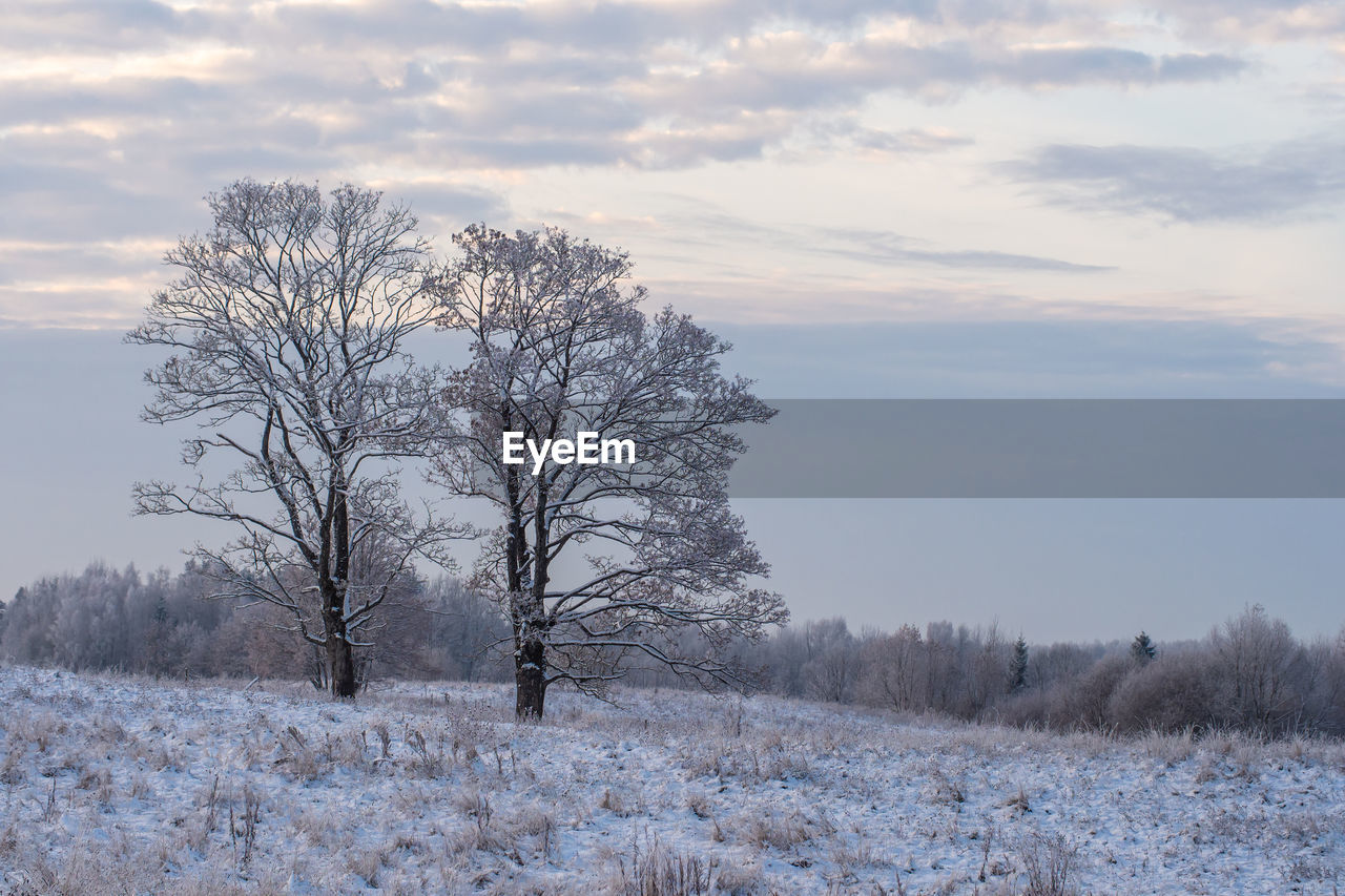 winter, tree, cold temperature, snow, plant, environment, sky, landscape, frost, beauty in nature, nature, scenics - nature, cloud, land, tranquility, tranquil scene, freezing, morning, bare tree, no people, frozen, field, non-urban scene, white, outdoors, mountain, forest, idyllic, rural scene, ice, day, remote, branch