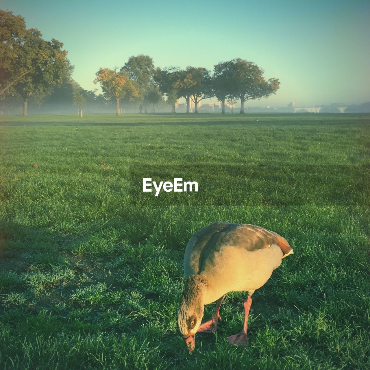 Bird on grassy field