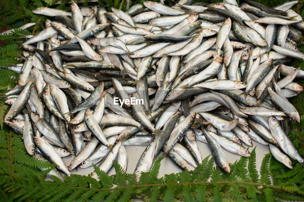 HIGH ANGLE VIEW OF DEAD FISH ON PLANT