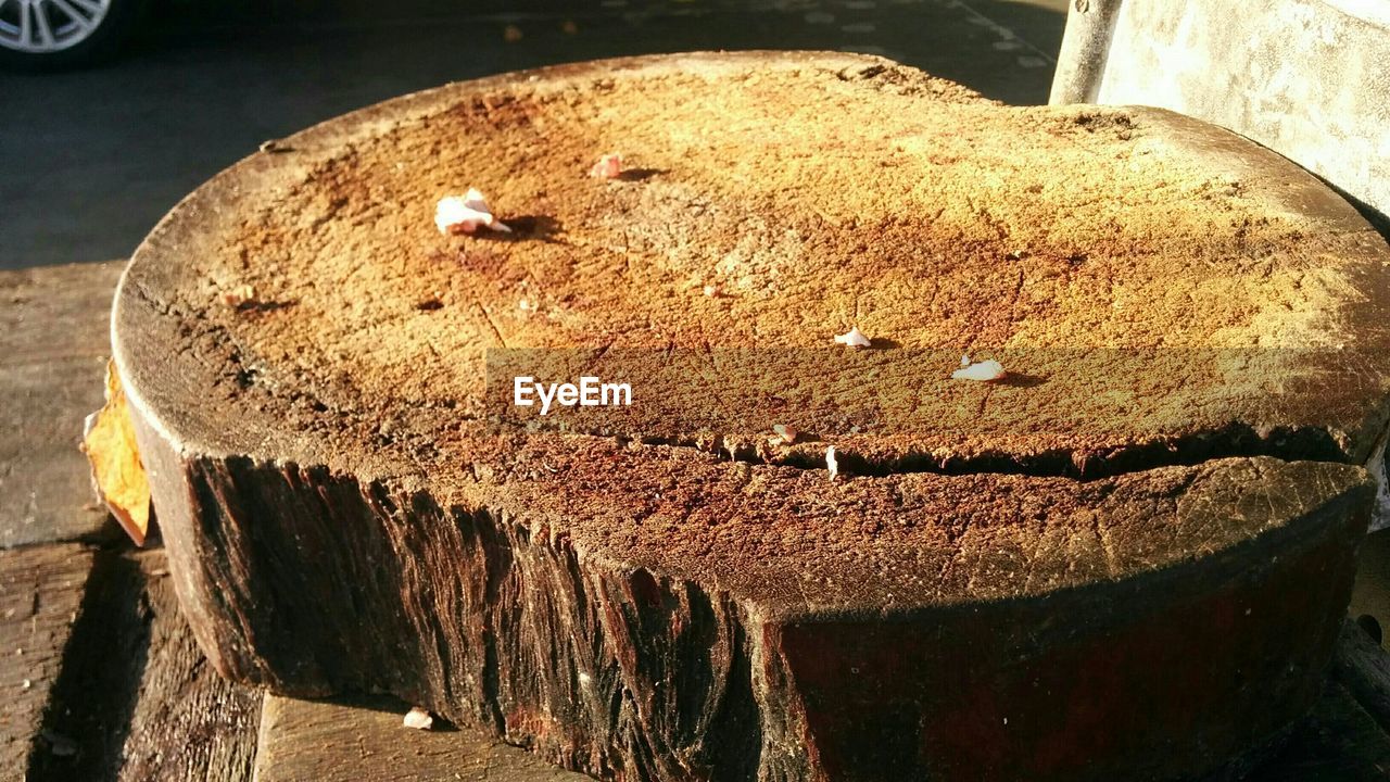 no people, wood - material, animal themes, day, animals in the wild, close-up, tree stump, outdoors, nature