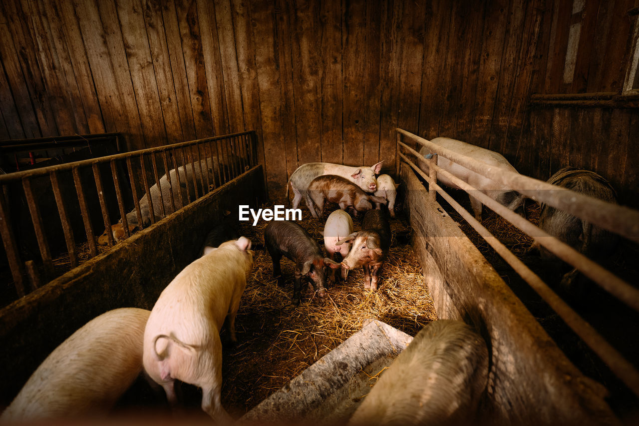 High angle view of pig animal in barn