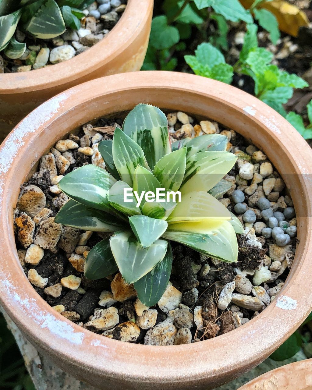 HIGH ANGLE VIEW OF POTTED PLANT ON POT