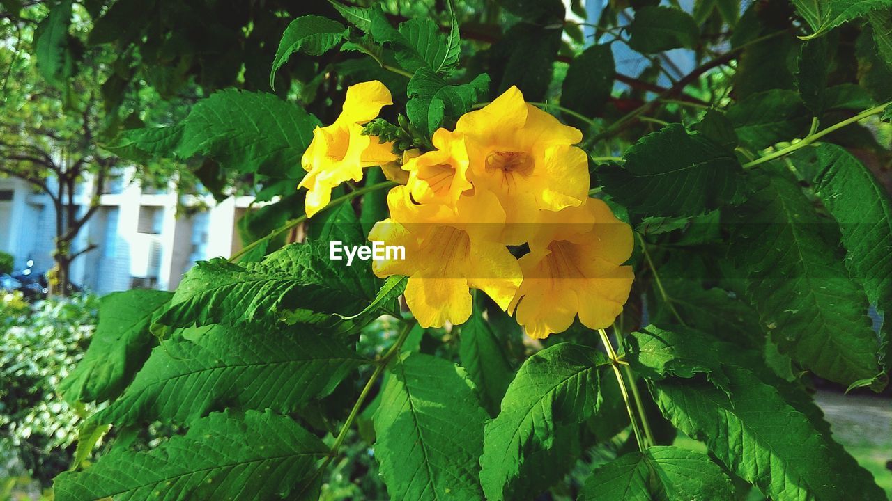 Low angle view of yellow flowers growing on tree
