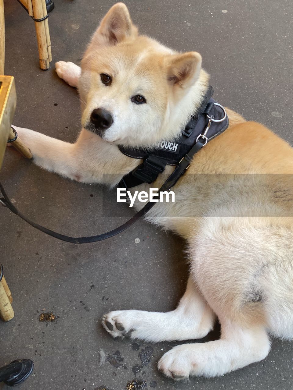 HIGH ANGLE VIEW OF DOG SITTING ON FLOOR