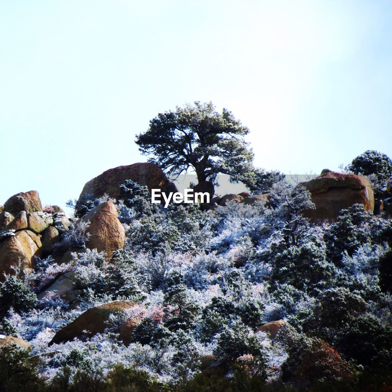 Snow covered plants against clear sky