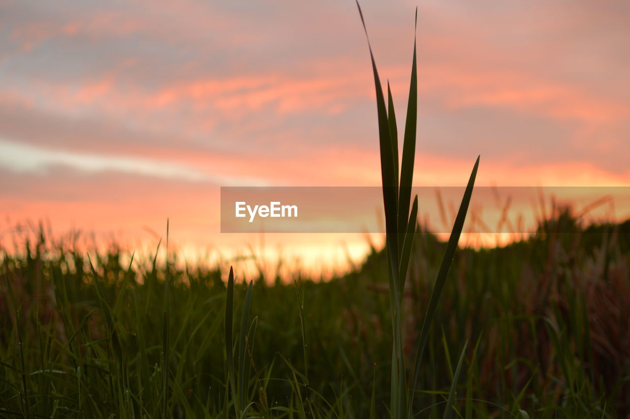 CLOSE-UP OF WHEAT GROWING ON FIELD DURING SUNSET