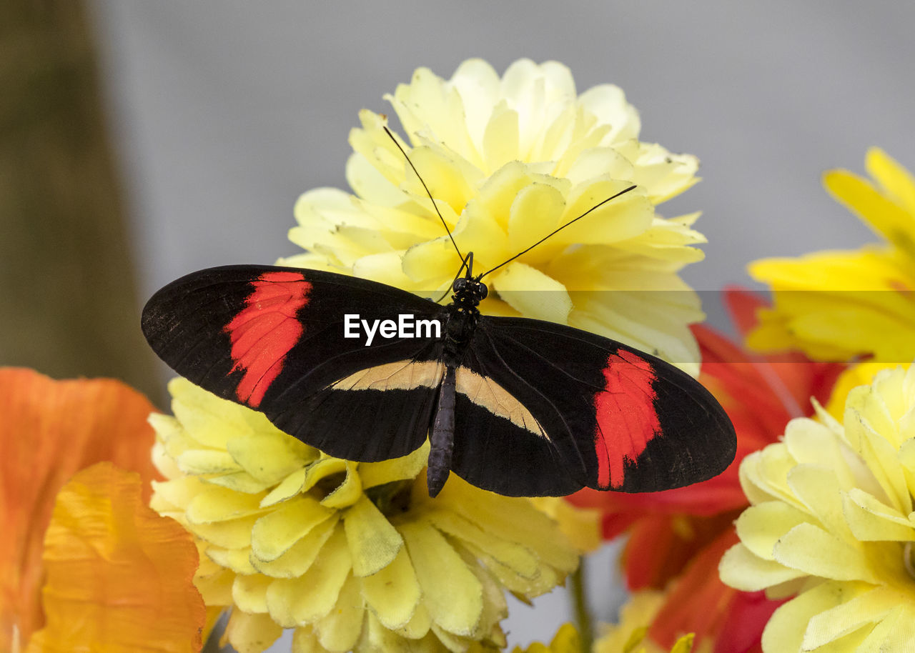 CLOSE-UP OF BUTTERFLY ON FLOWER