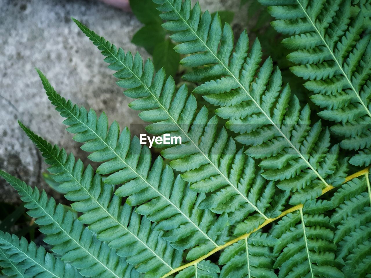 HIGH ANGLE VIEW OF LEAVES